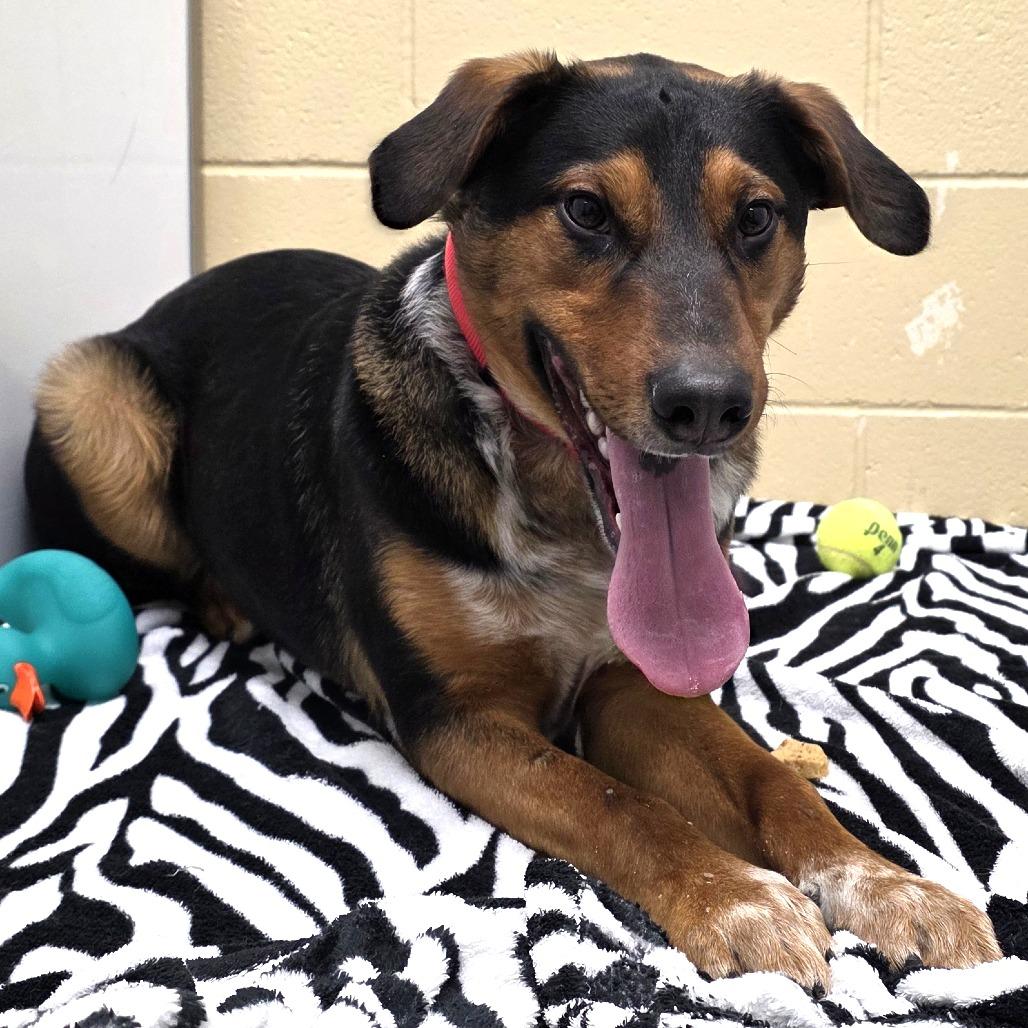 Enlarge Wrangler, a Adoptable Mixed Breed in Cheyenne, WY image 1/3