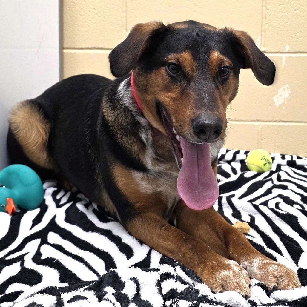 Enlarge Wrangler, a Adoptable Mixed Breed in Cheyenne, WY image 2/3