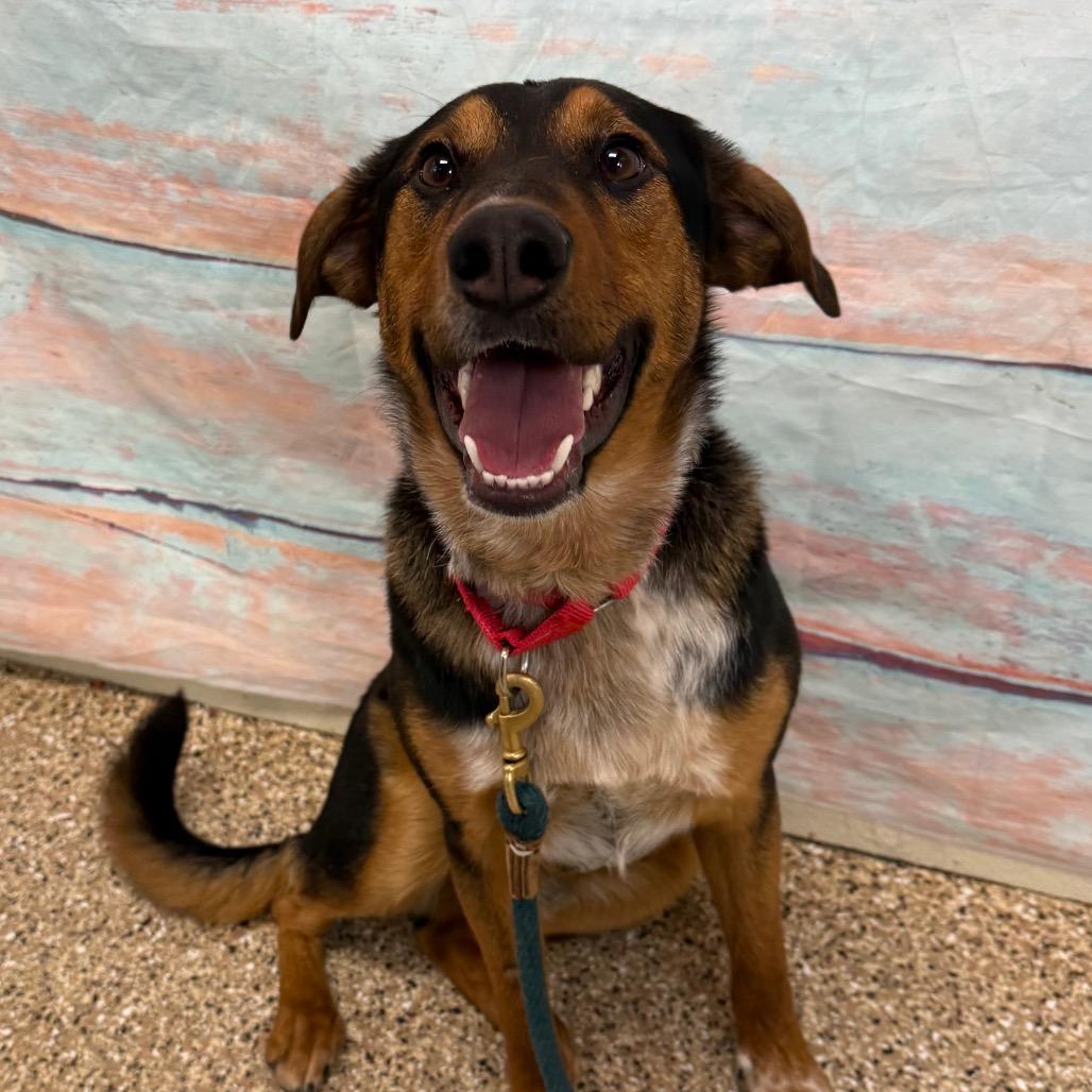 Wrangler, Adoptable, Young Male Mixed Breed.