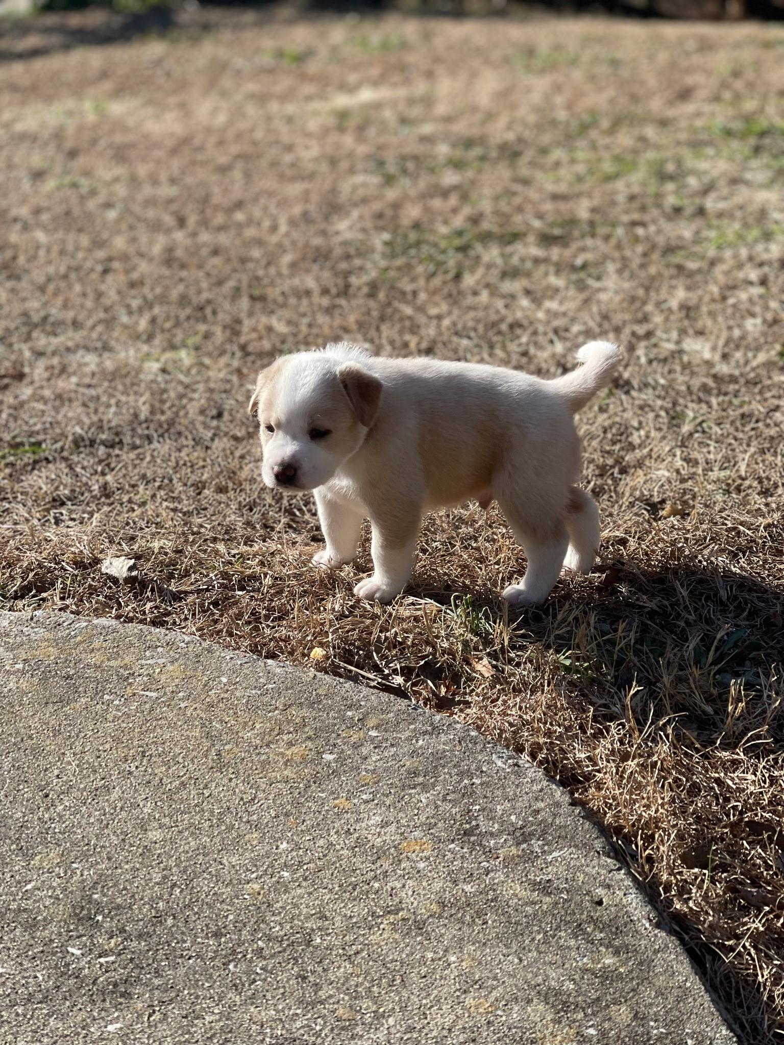 Butter, ADOPTABLE, Puppy Male Labrador Retriever.