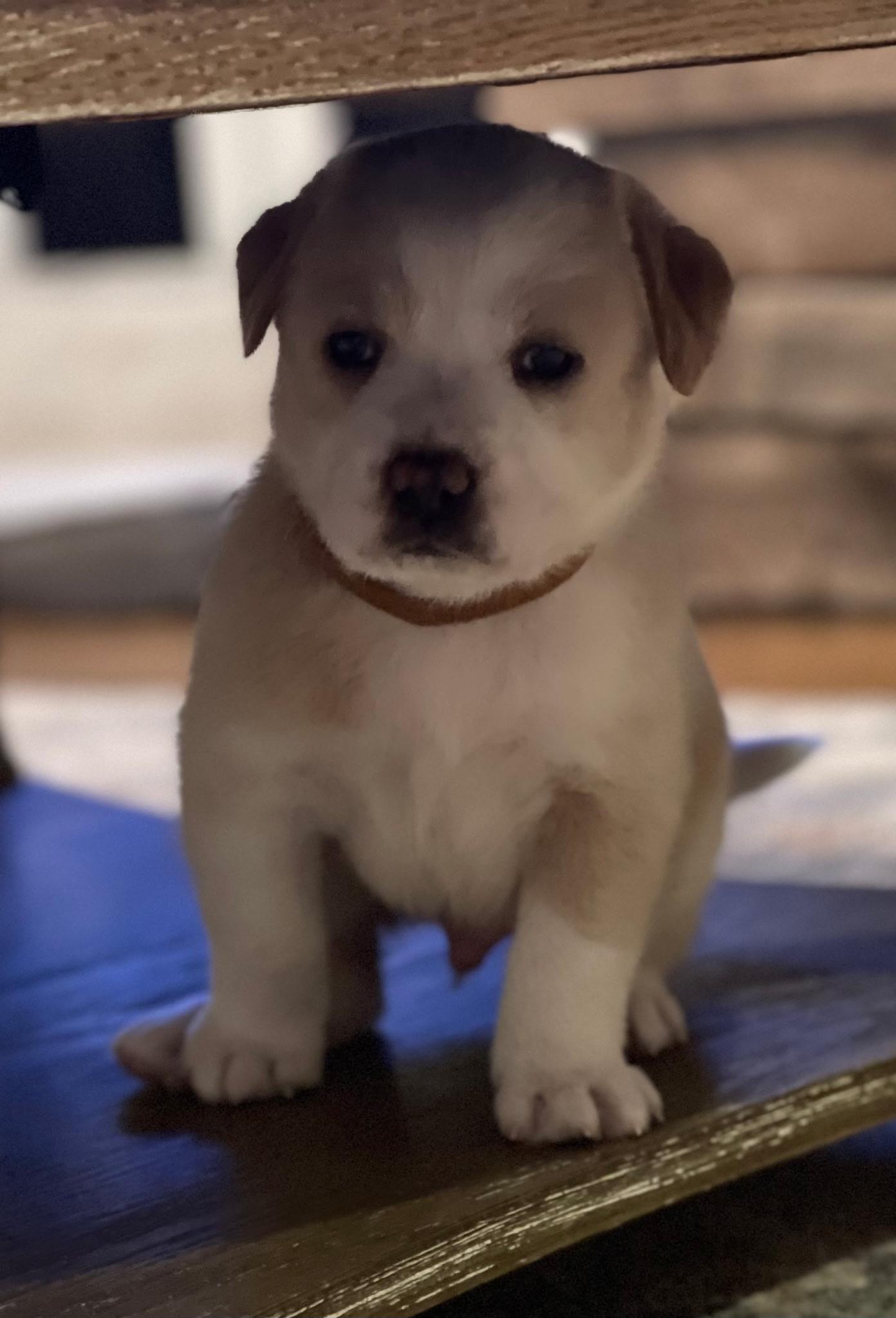 Butter, a ADOPTABLE mixed breed in Spring hill, TN image 2/3