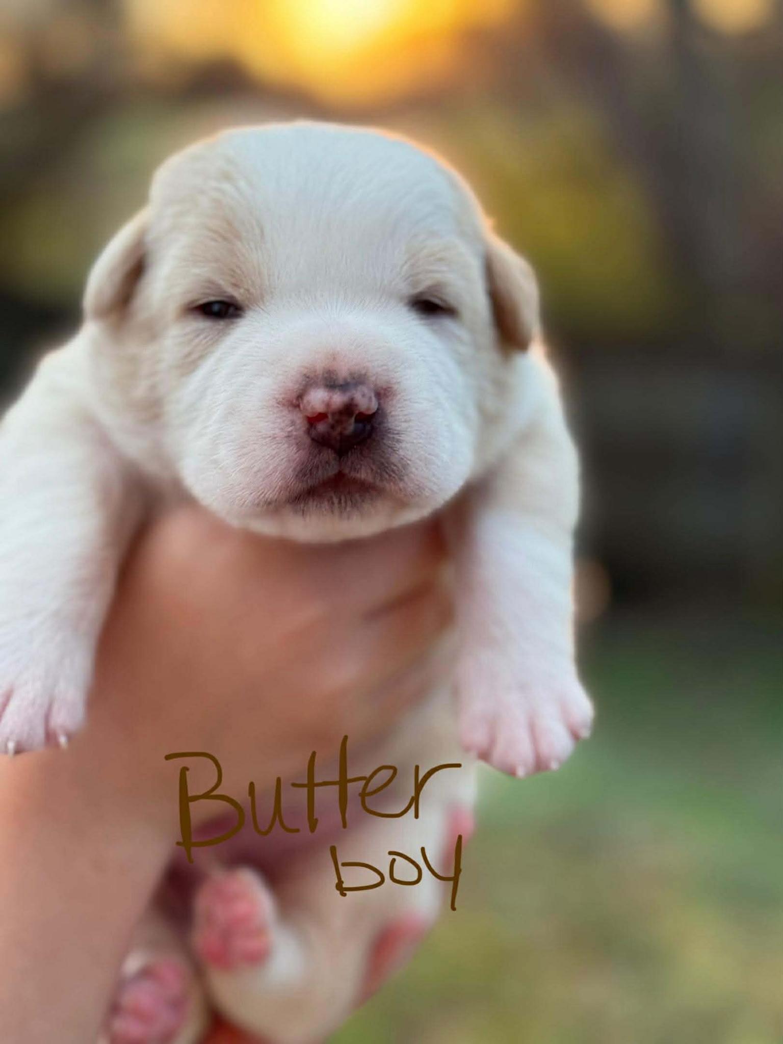 Butter, a ADOPTABLE mixed breed in Spring hill, TN image 3/3