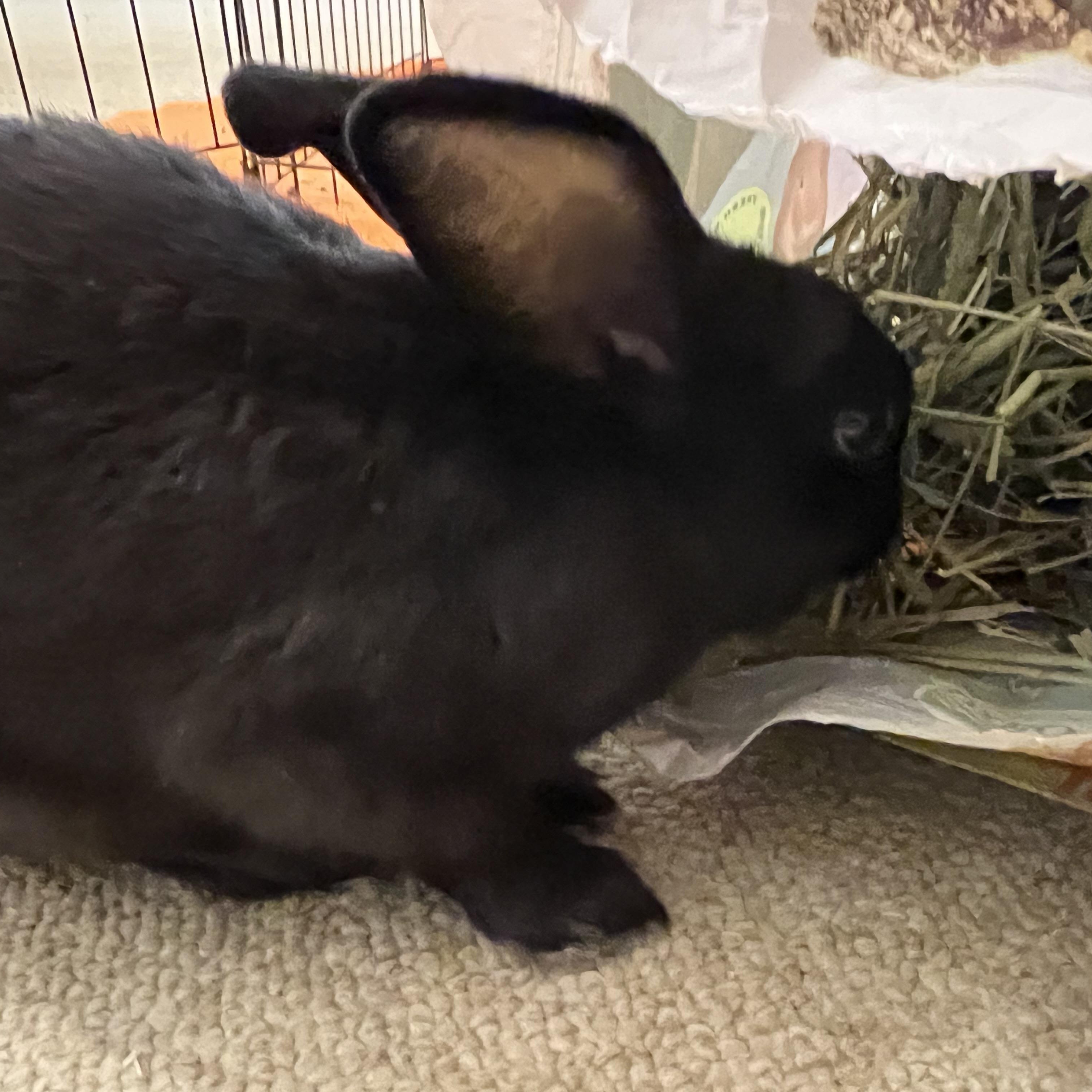 Enlarge Wyatt, a Adoptable mixed breed in Huntsville, AL image 3/6