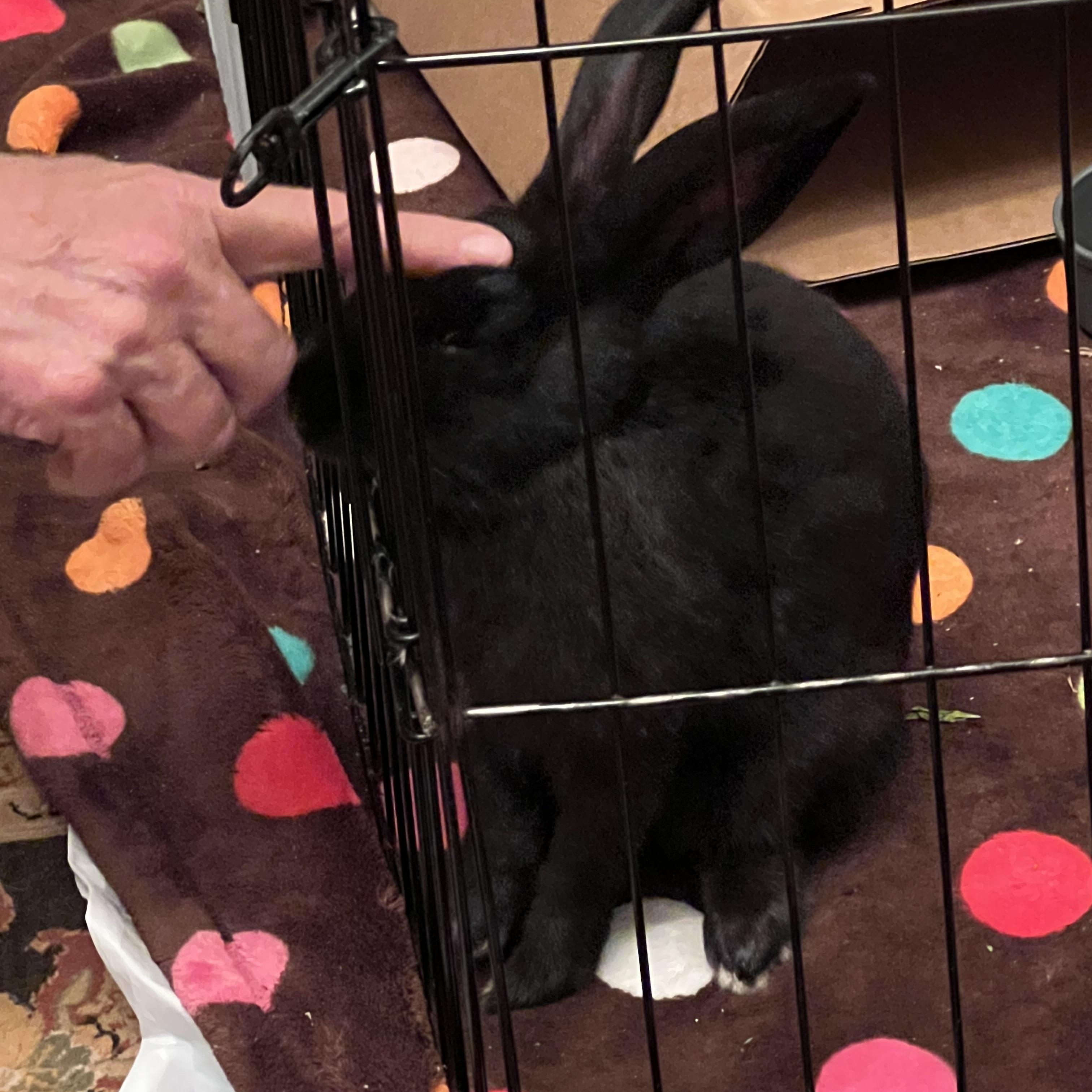 Enlarge Wyatt, a Adoptable mixed breed in Huntsville, AL image 2/6