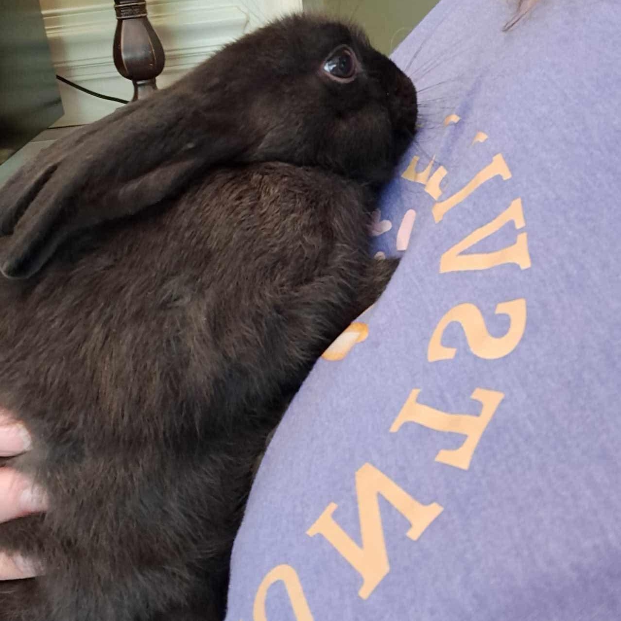 Enlarge Wyatt, a Adoptable mixed breed in Huntsville, AL image 4/6