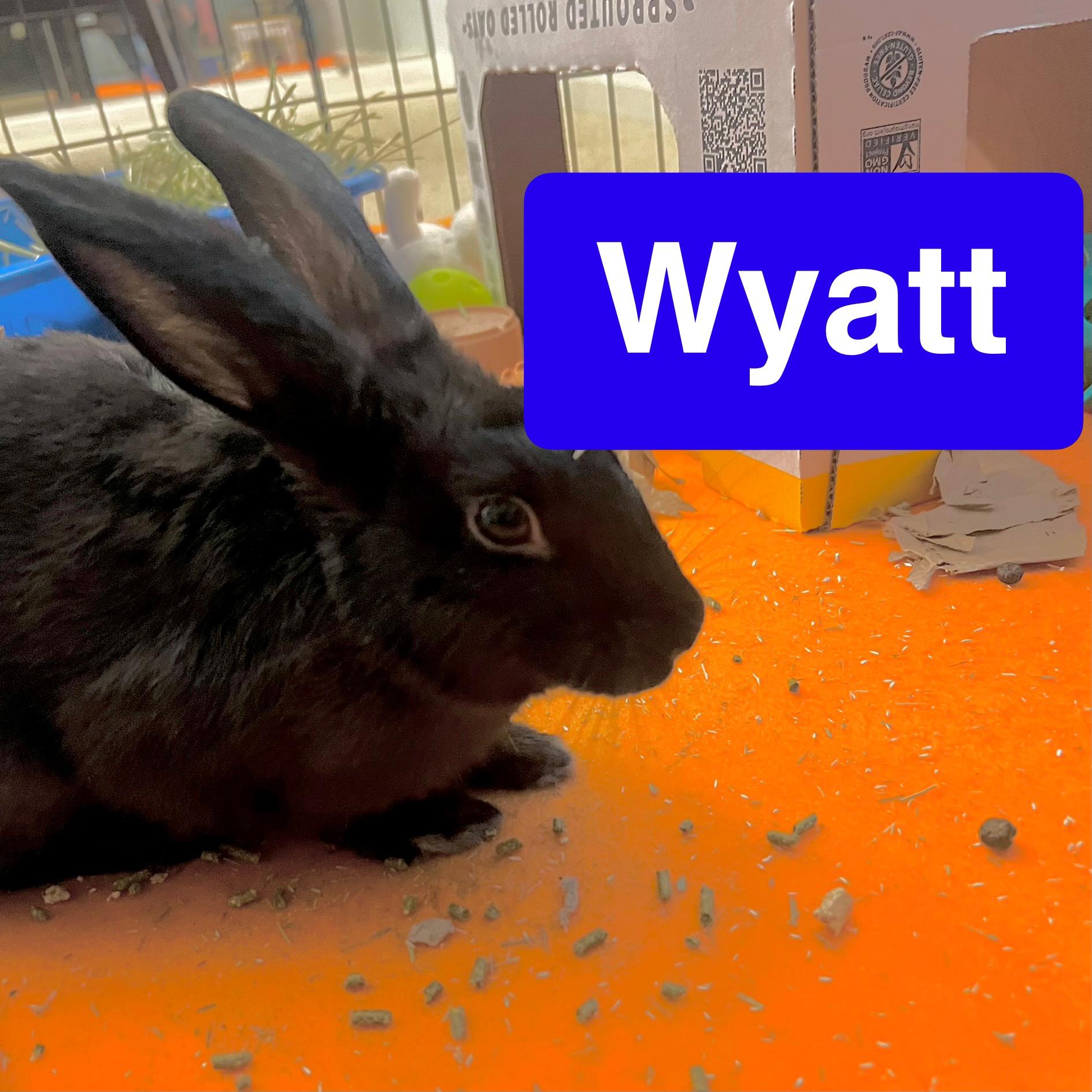 Enlarge Wyatt, a Adoptable mixed breed in Huntsville, AL image 1/6