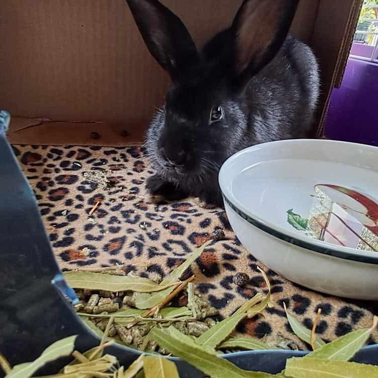 Enlarge Wyatt, a Adoptable mixed breed in Huntsville, AL image 5/6