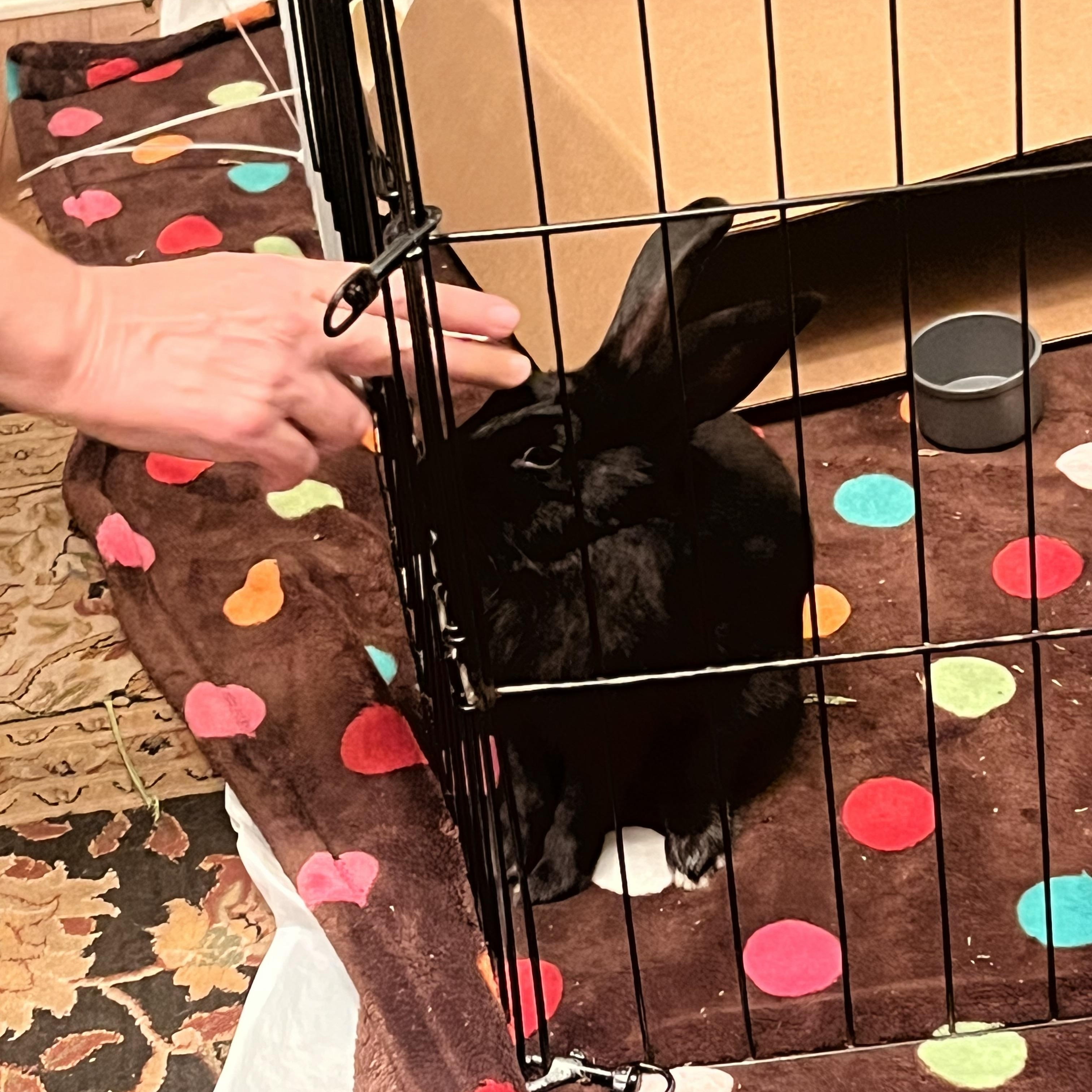 Enlarge Wyatt, a Adoptable mixed breed in Huntsville, AL image 6/6