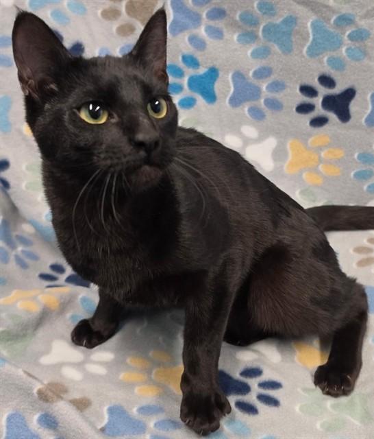 Enlarge REN, a Adoptable mixed breed in Anchorage, AK image 1/1