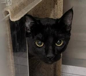 REN, Adoptable, Young Male Domestic Short Hair & Domestic Short Hair.