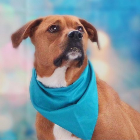 Rhodi JuM, Adult Male American Staffordshire Terrier