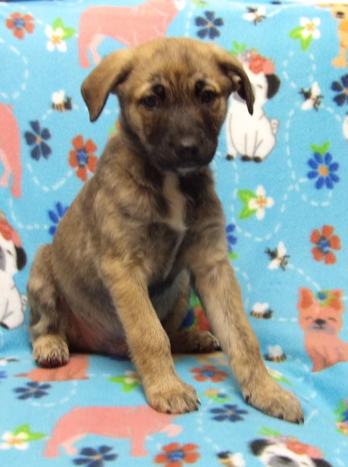 Apollo, ADOPTABLE, Young Male Mixed Breed.