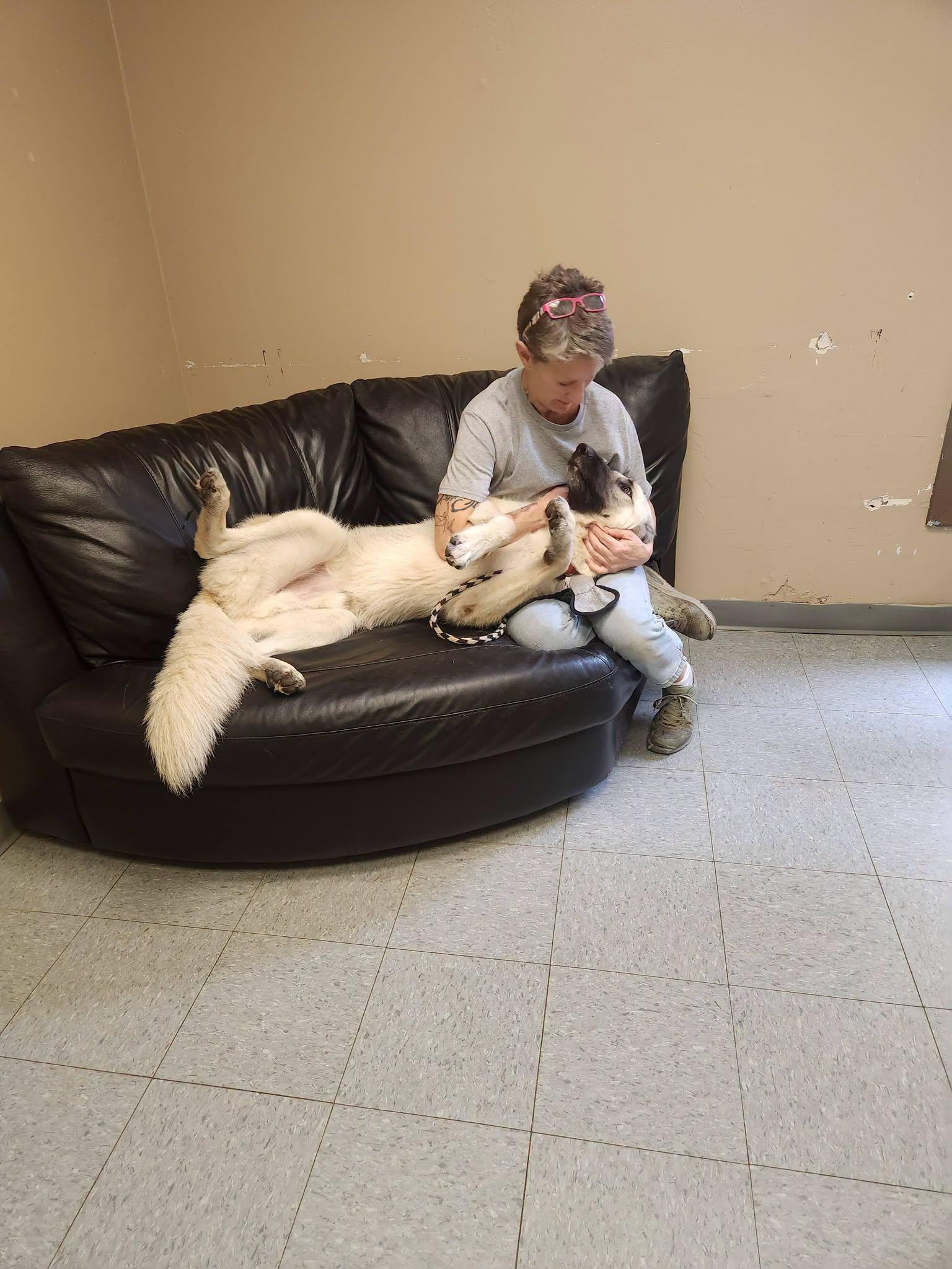 Enlarge Fender, an adopted German Shepherd Dog in Chardon, OH image 5/6