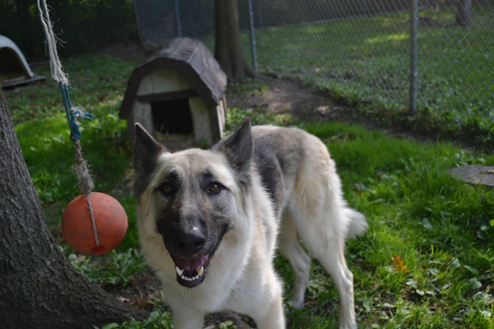 Enlarge Fender, an adopted German Shepherd Dog in Chardon, OH image 2/6