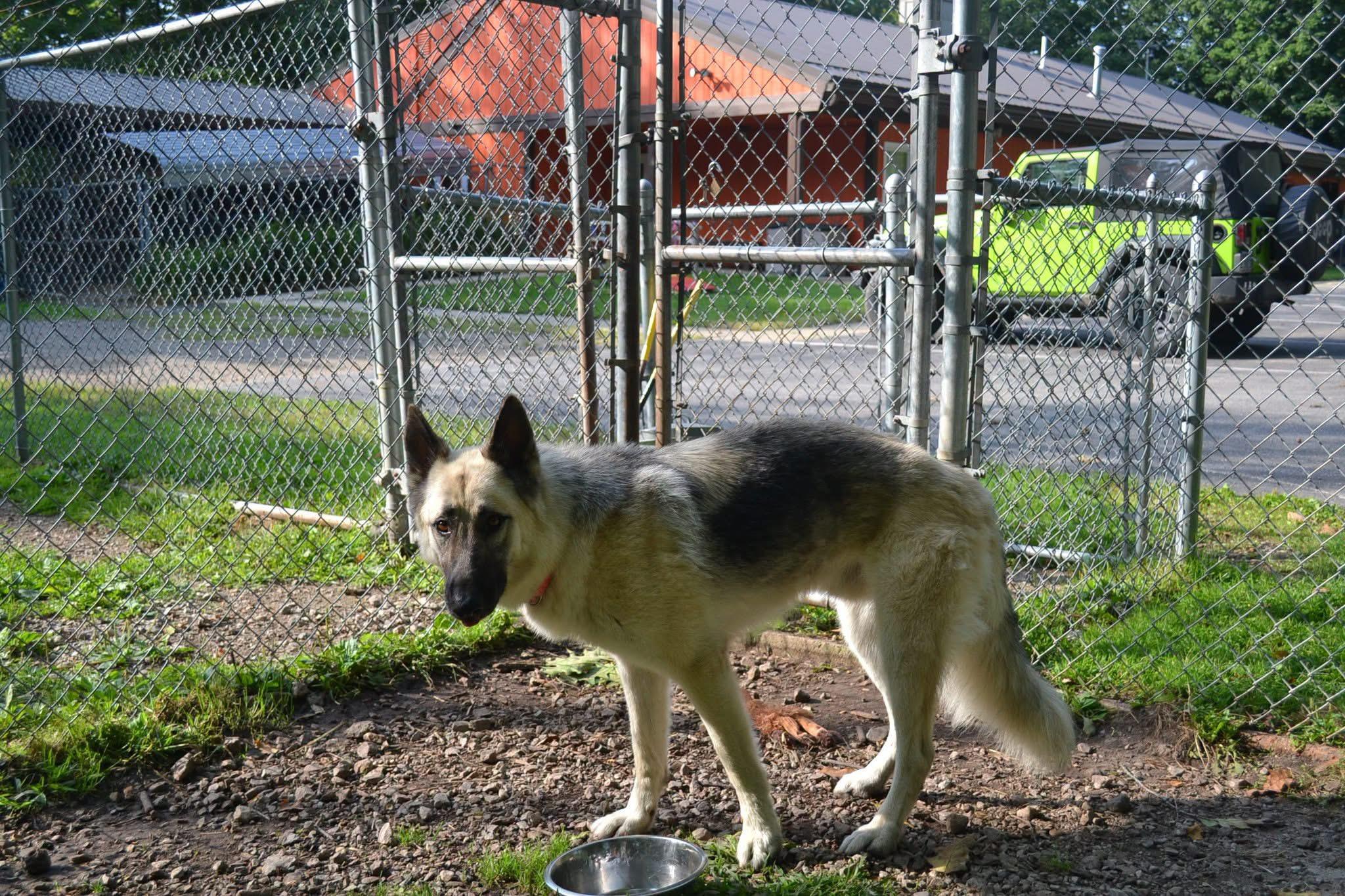 Enlarge Fender, an adopted German Shepherd Dog in Chardon, OH image 3/6