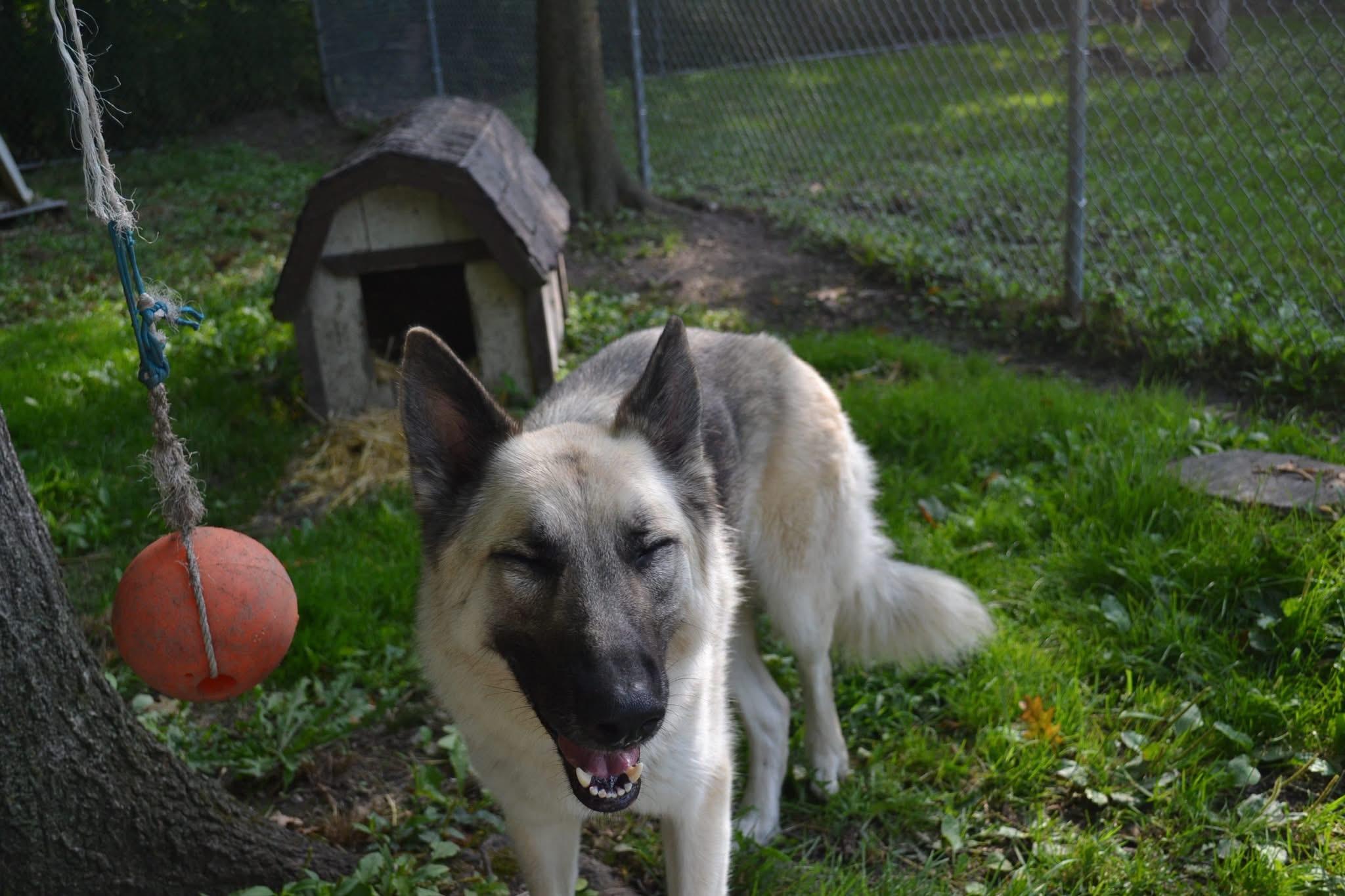 Enlarge Fender, an adopted German Shepherd Dog in Chardon, OH image 4/6
