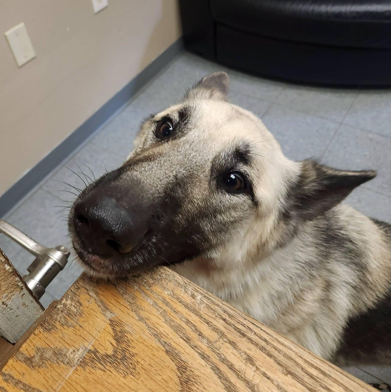 Enlarge Fender, an adopted German Shepherd Dog in Chardon, OH image 6/6