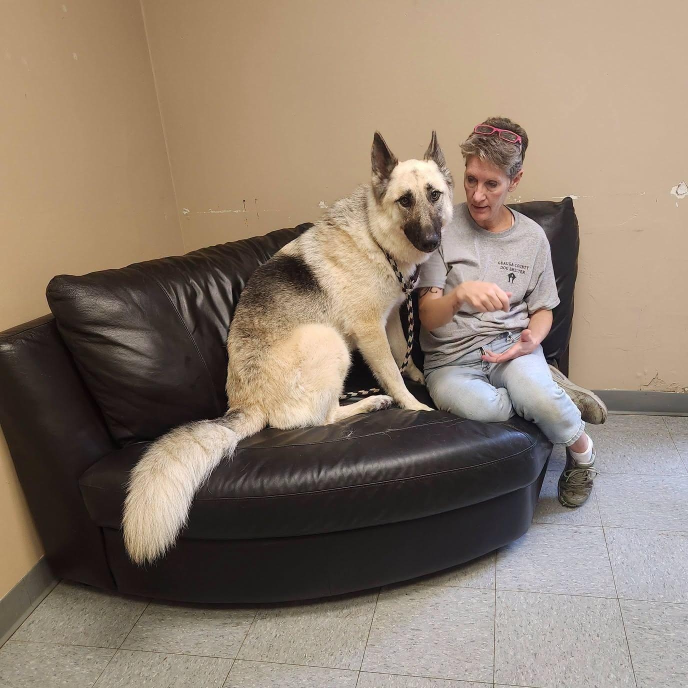 Fender, adopted, Young Male German Shepherd Dog.