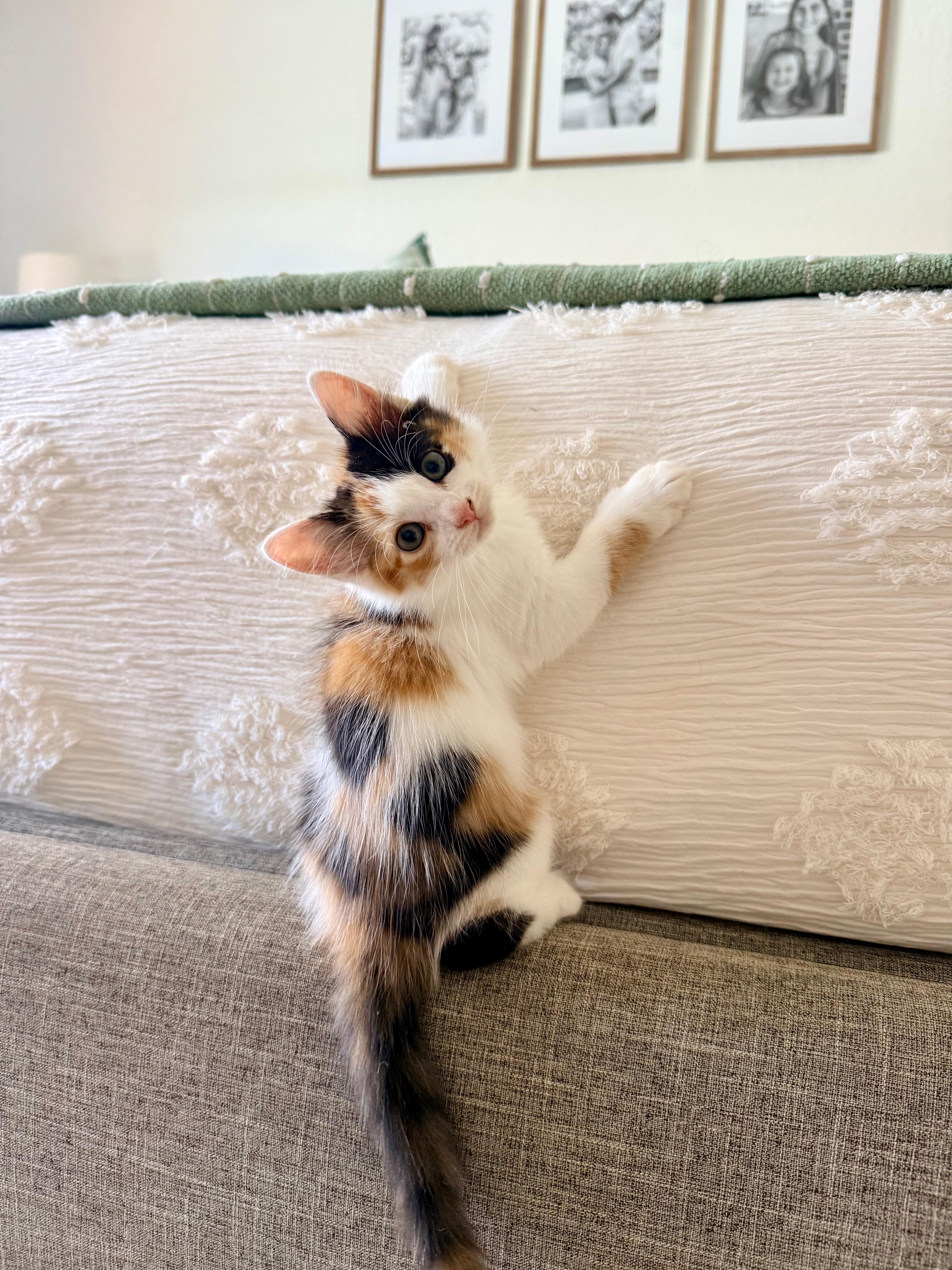 Enlarge Autumn, a Adopted Domestic Medium Hair in Sunrise, FL image 1/4