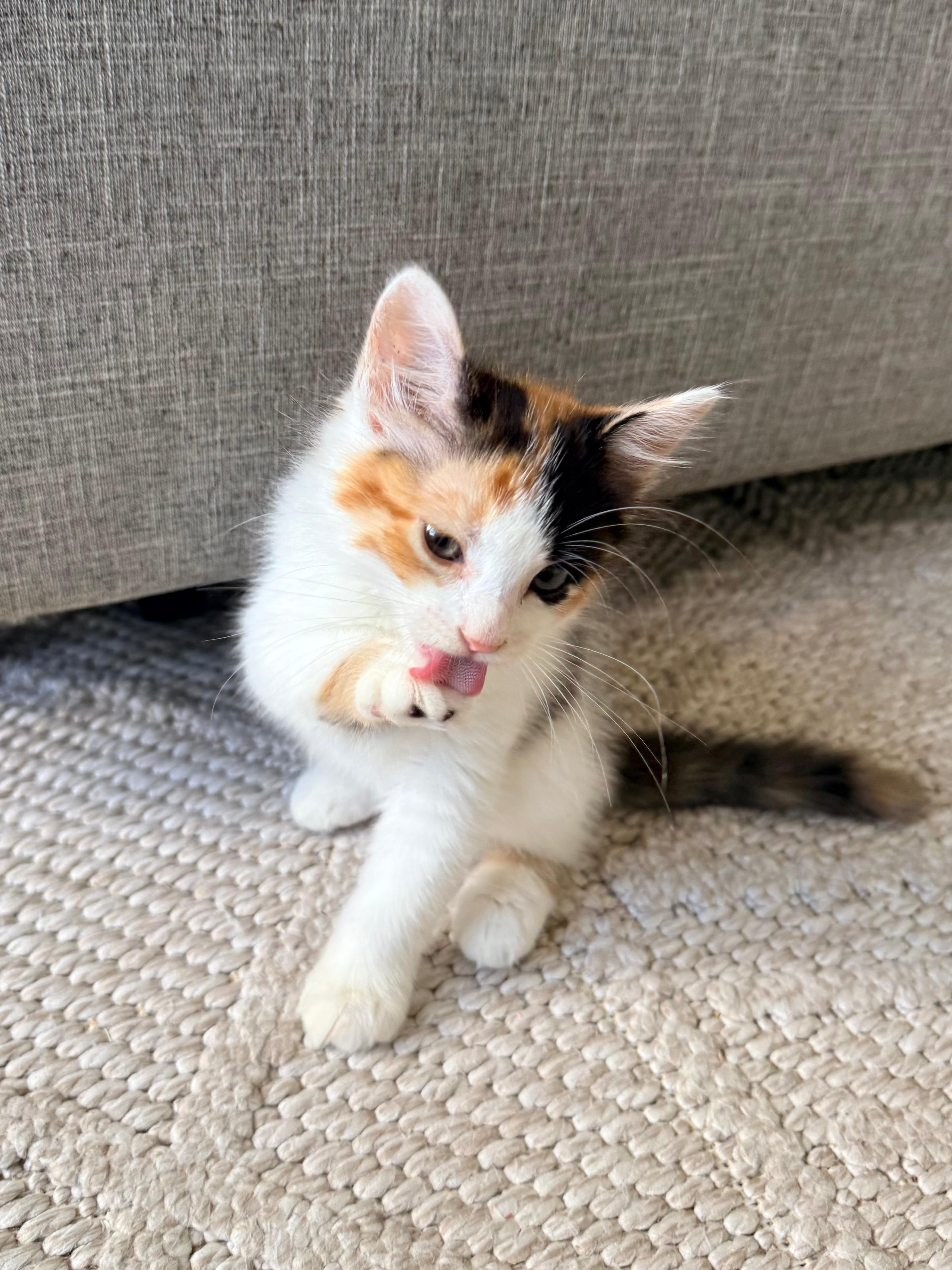 Enlarge Autumn, a Adopted Domestic Medium Hair in Sunrise, FL image 3/4