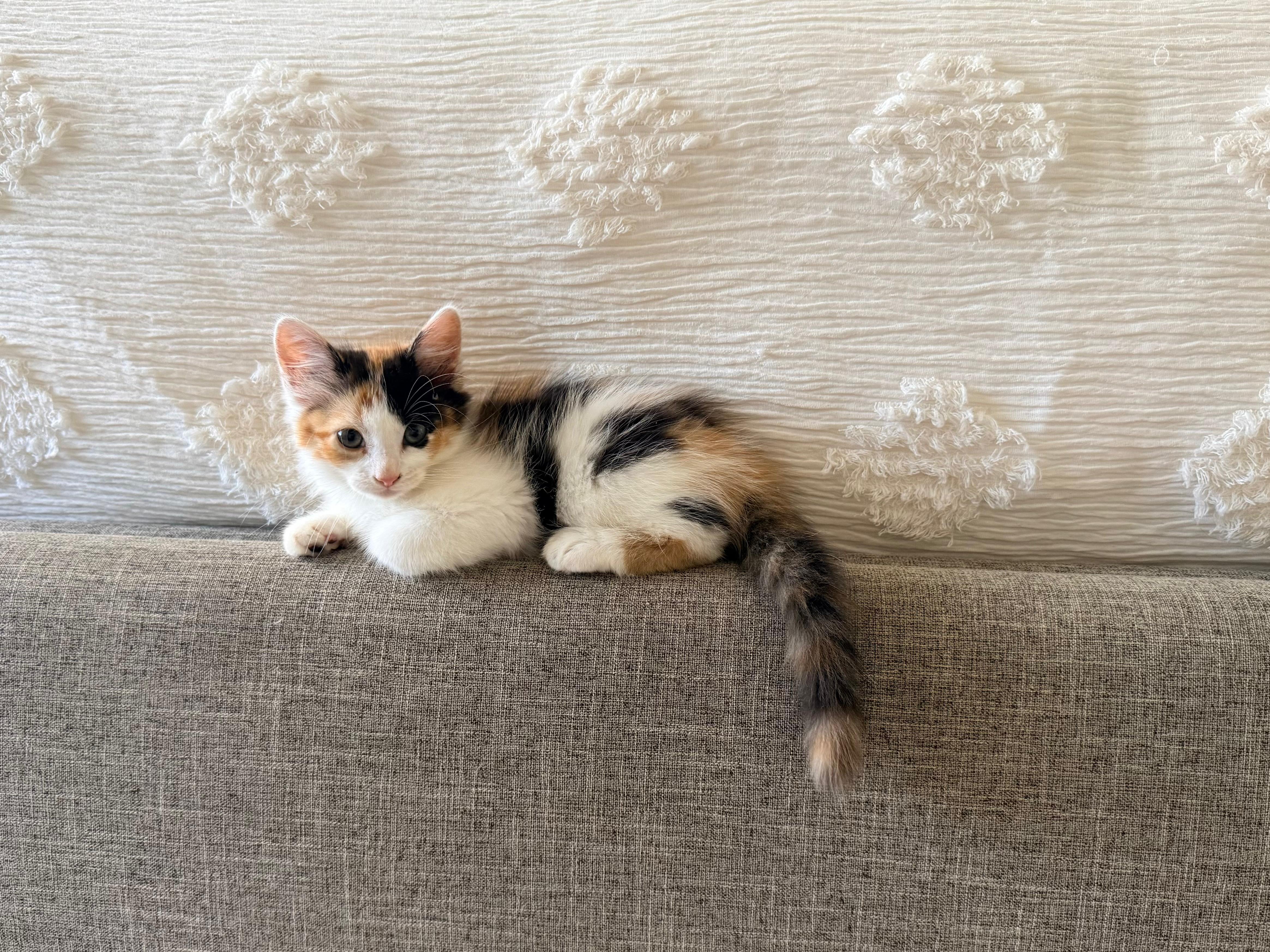 Enlarge Autumn, a Adopted Domestic Medium Hair in Sunrise, FL image 4/4