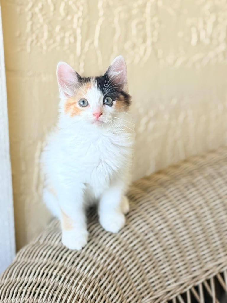 Enlarge Autumn, a Adopted Domestic Medium Hair in Sunrise, FL image 2/4