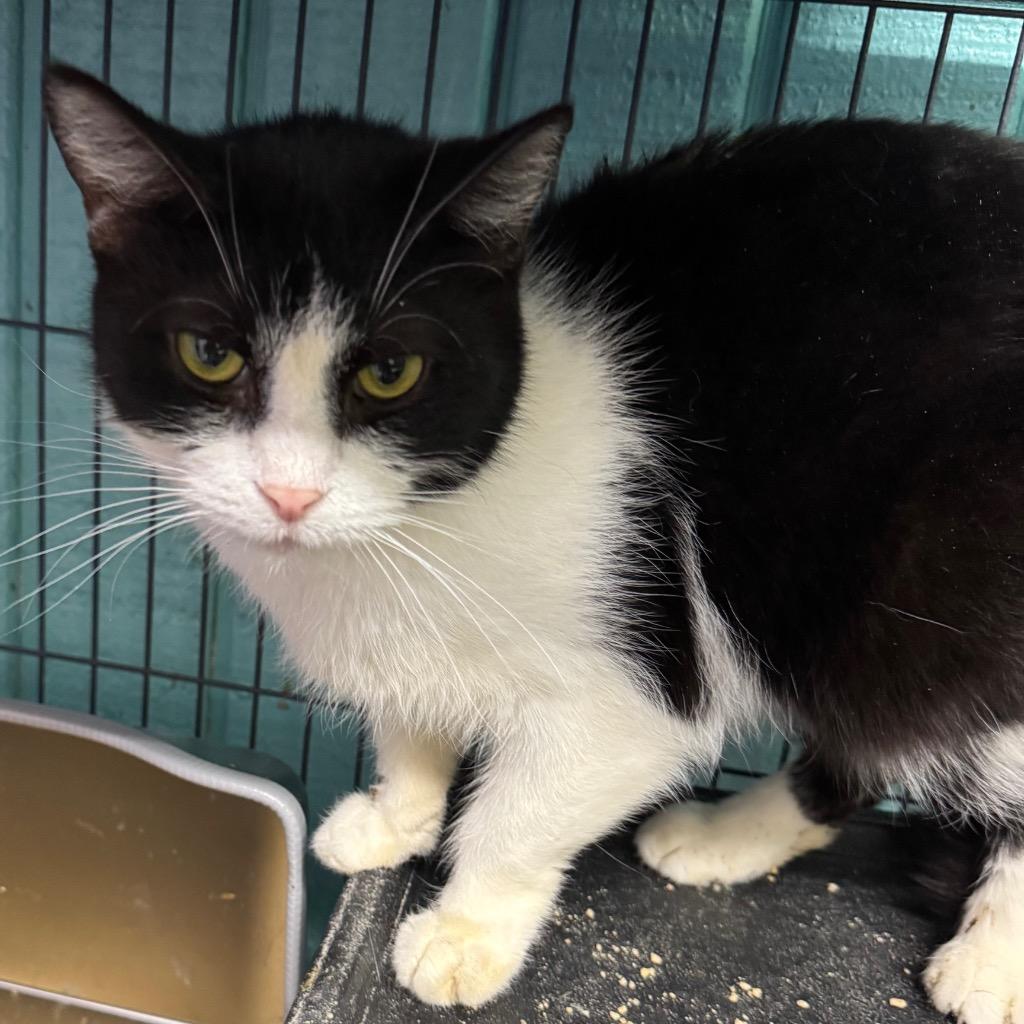 Enlarge Sophie, a Adoptable mixed breed in Saginaw, MI image 1/2