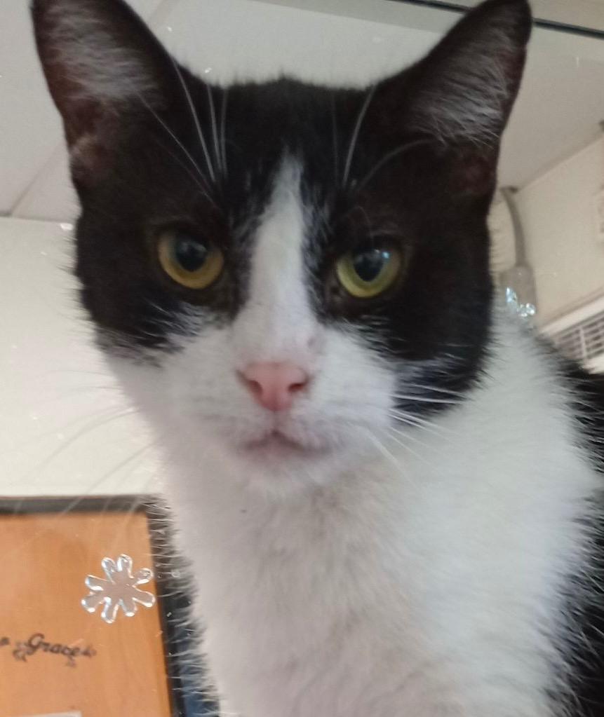 Enlarge Sophie, a Adoptable mixed breed in Saginaw, MI image 2/2