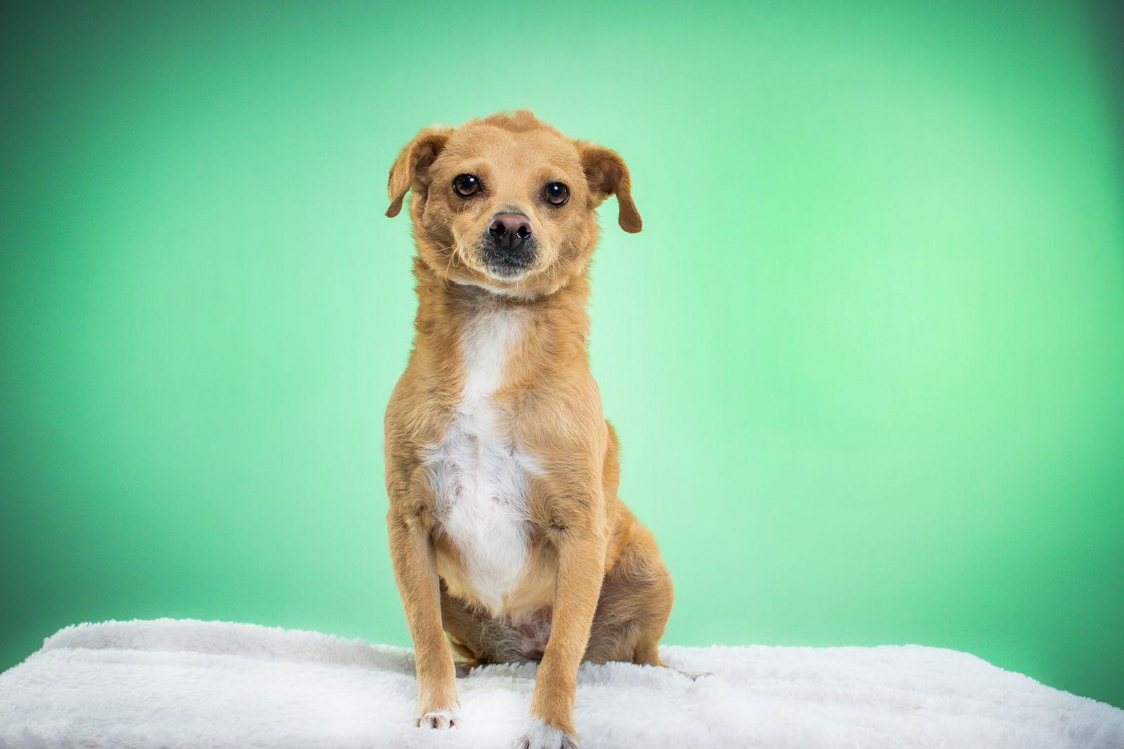 Mini Opal, a Adoptable mixed breed in Queen Creek, AZ image 1/3