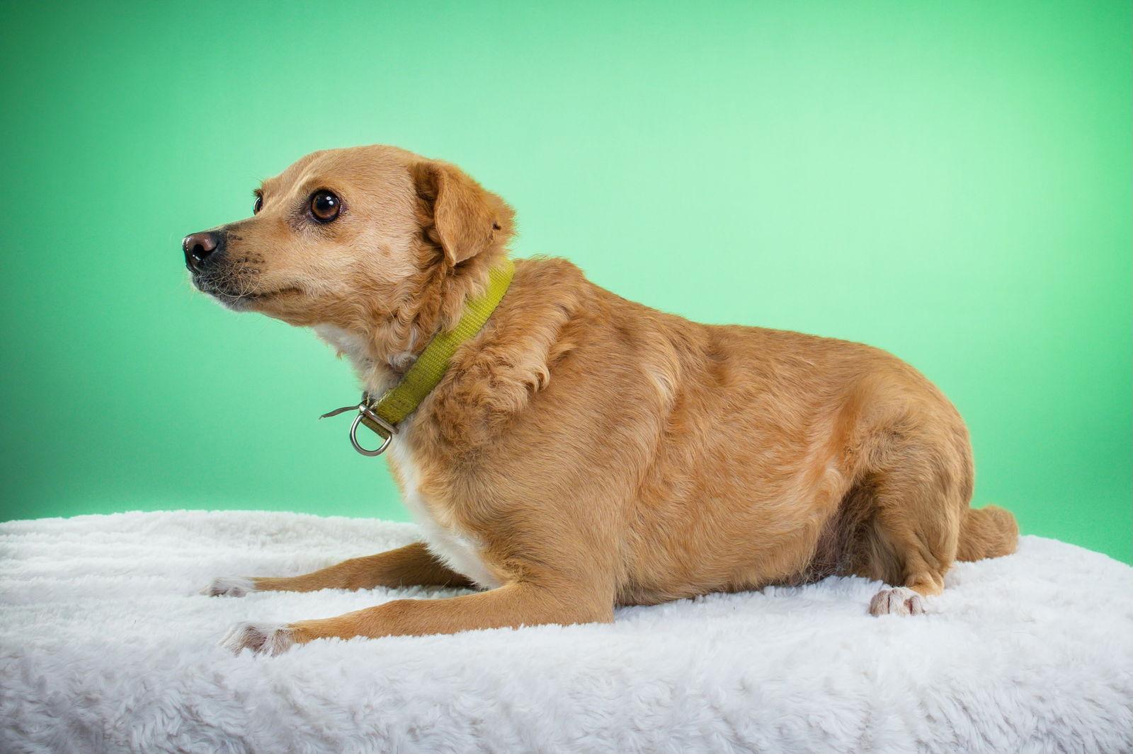 Mini Opal, a Adoptable mixed breed in Queen Creek, AZ image 2/3