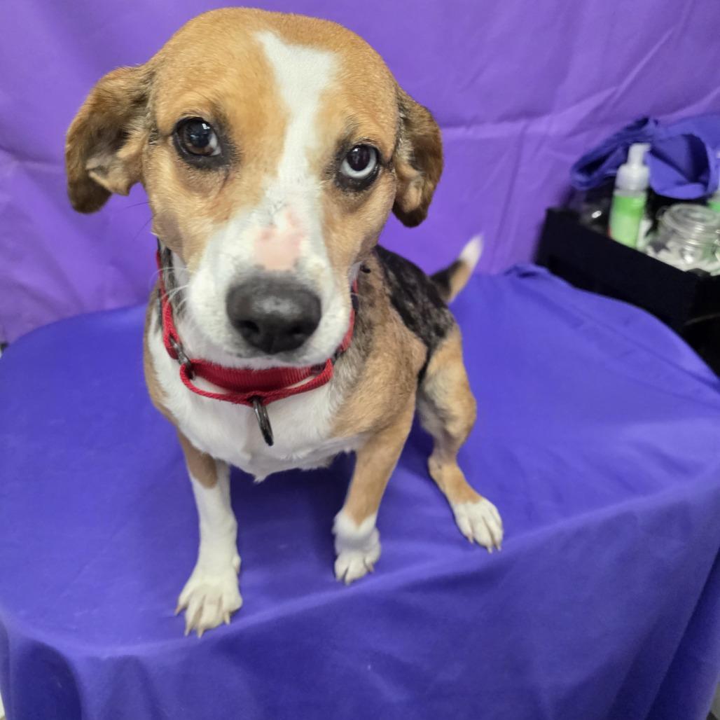 Claire, Adoptable, Adult Female Beagle.