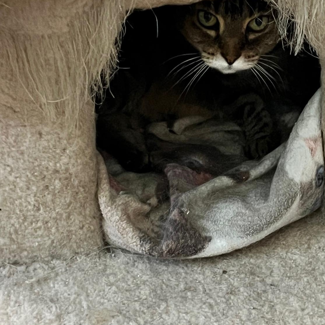Enlarge Miss Kitty, a ADOPTABLE mixed breed in Sarasota, FL image 5/5