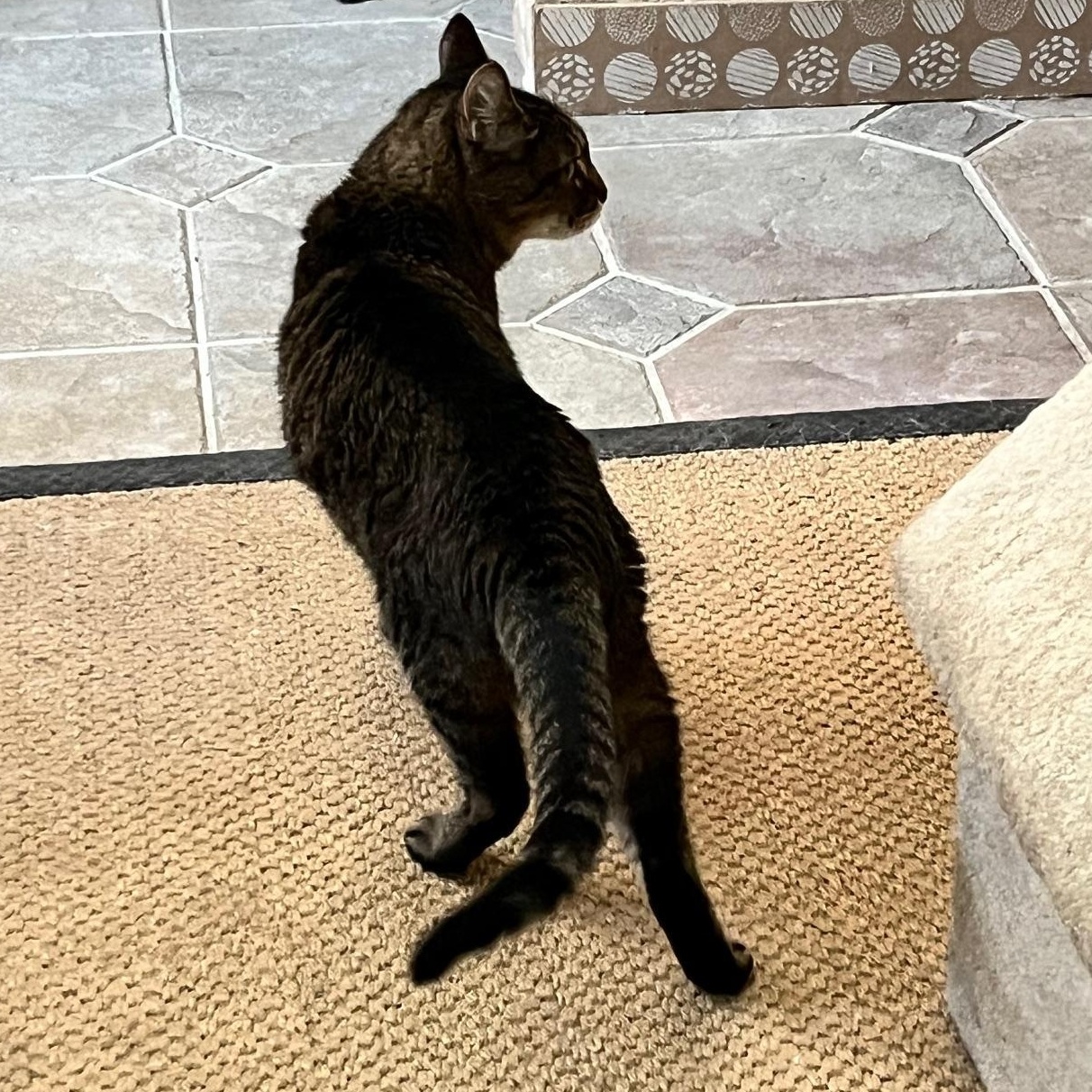 Enlarge Miss Kitty, a ADOPTABLE mixed breed in Sarasota, FL image 3/5