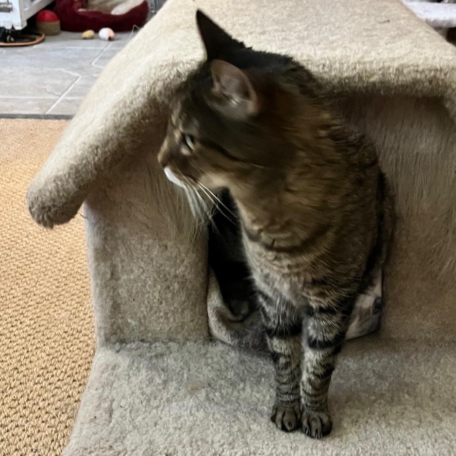 Enlarge Miss Kitty, a ADOPTABLE mixed breed in Sarasota, FL image 2/5