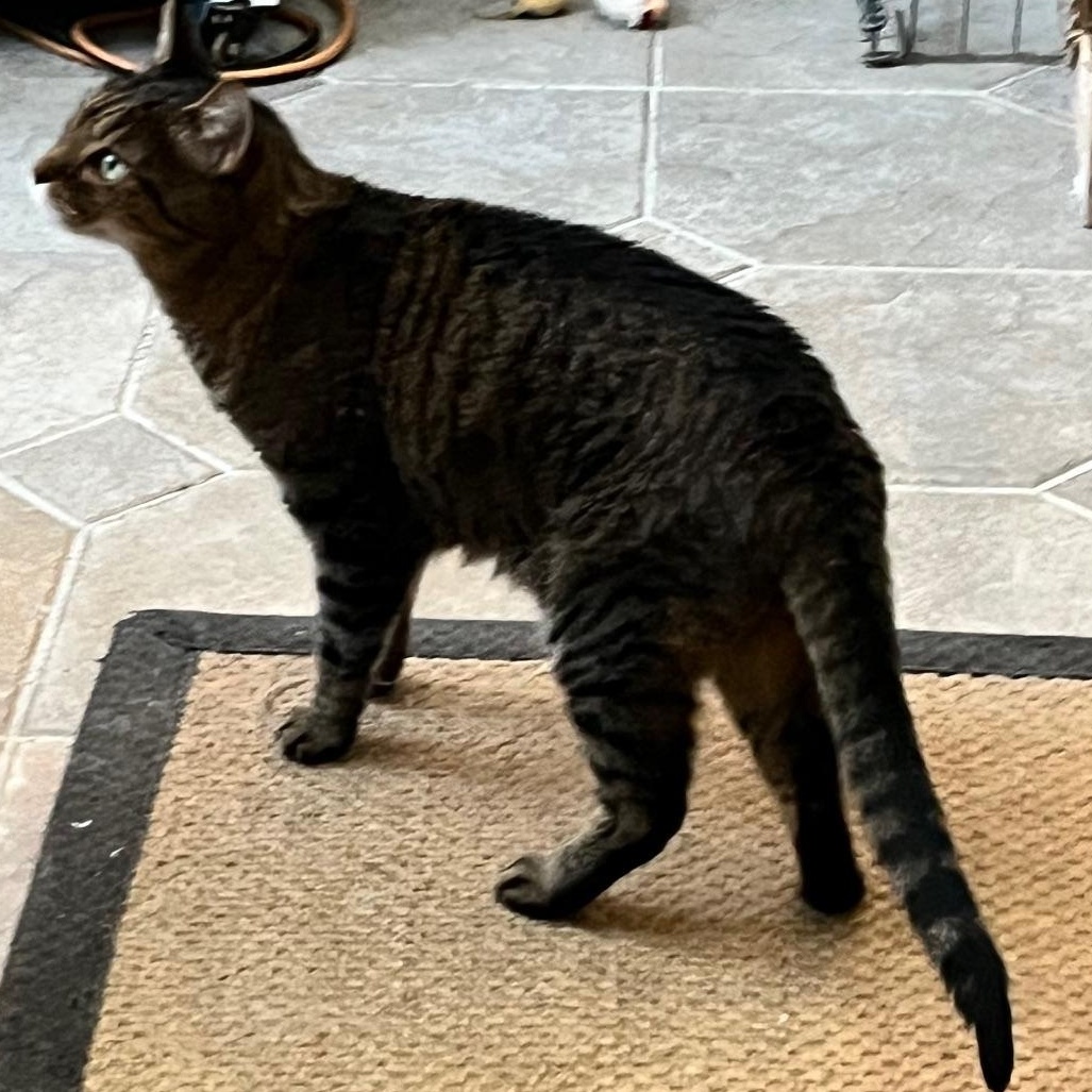 Enlarge Miss Kitty, a ADOPTABLE mixed breed in Sarasota, FL image 4/5