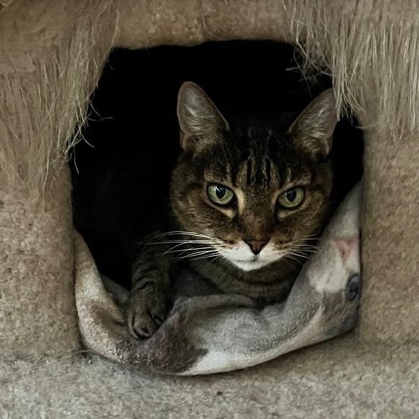 Enlarge Miss Kitty, a ADOPTABLE mixed breed in Sarasota, FL image 1/5