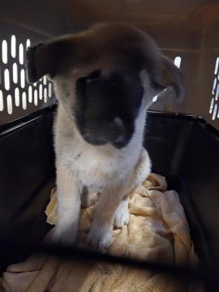 Charlie Brown thumbnail 2