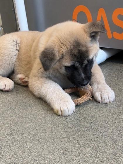 Charlie Brown thumbnail 3