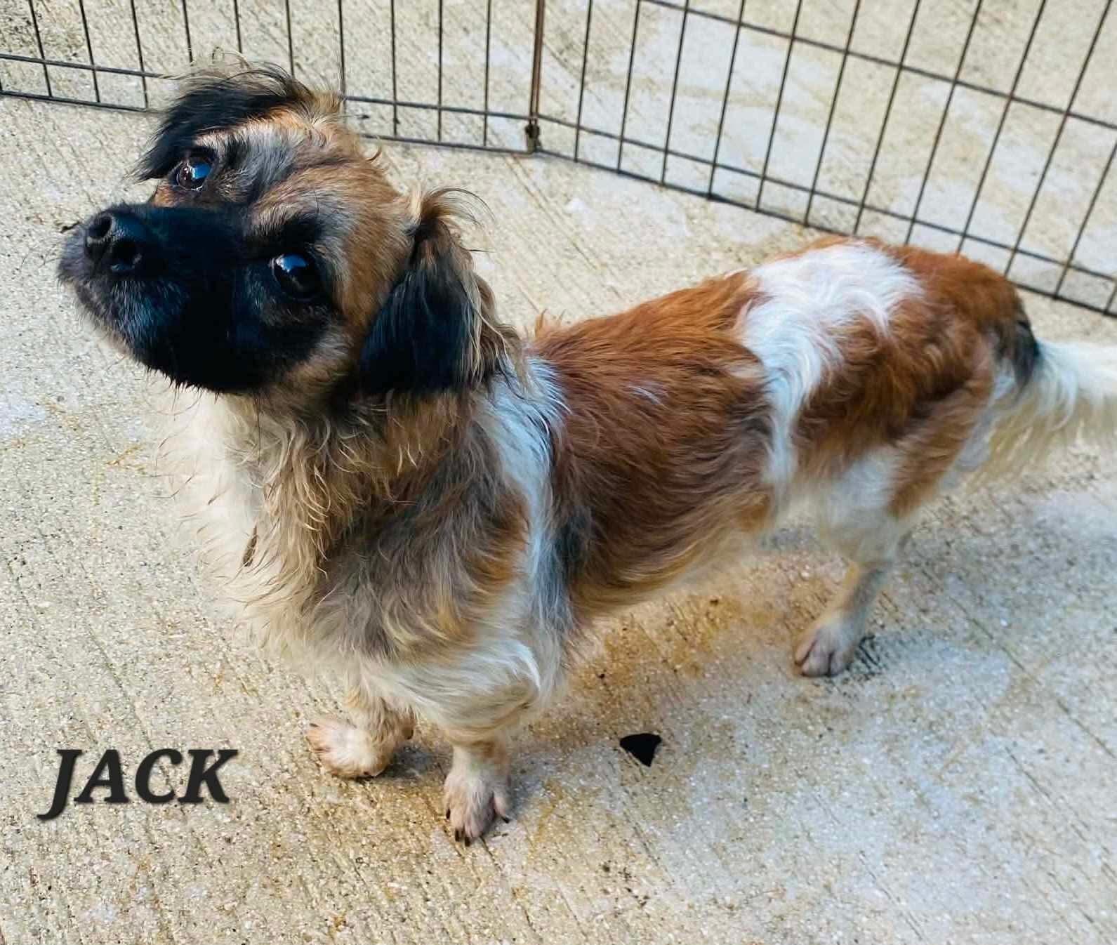 Enlarge Jack, an adopted mixed breed in Milford, NH image 5/5