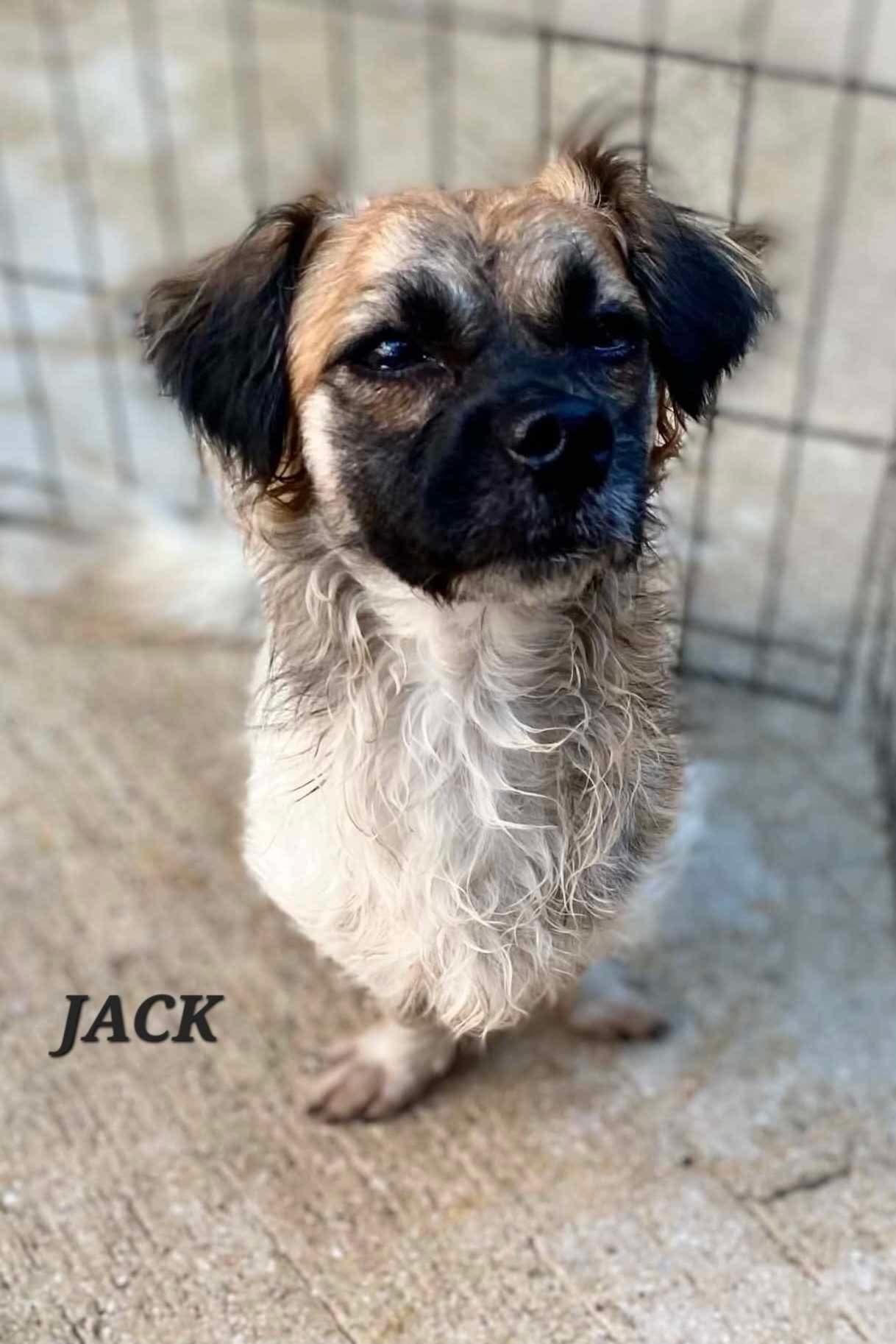 Jack, adopted, Adult Male Chihuahua & Shih Tzu.
