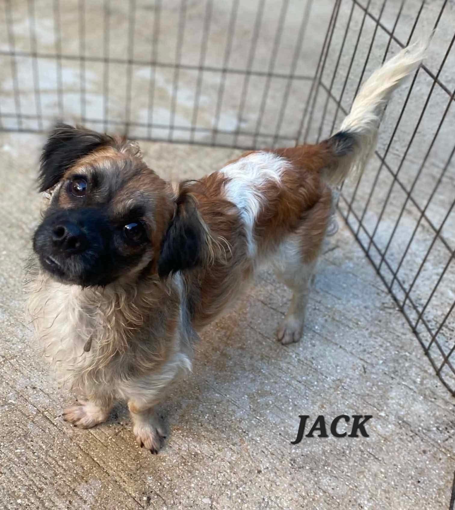 Enlarge Jack, an adopted mixed breed in Milford, NH image 4/5