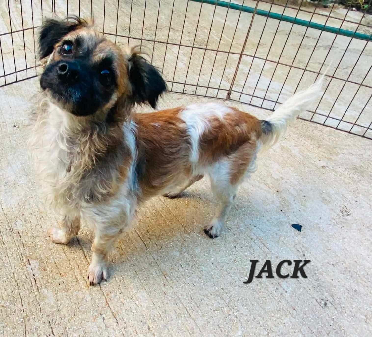 Enlarge Jack, an adopted mixed breed in Milford, NH image 3/5