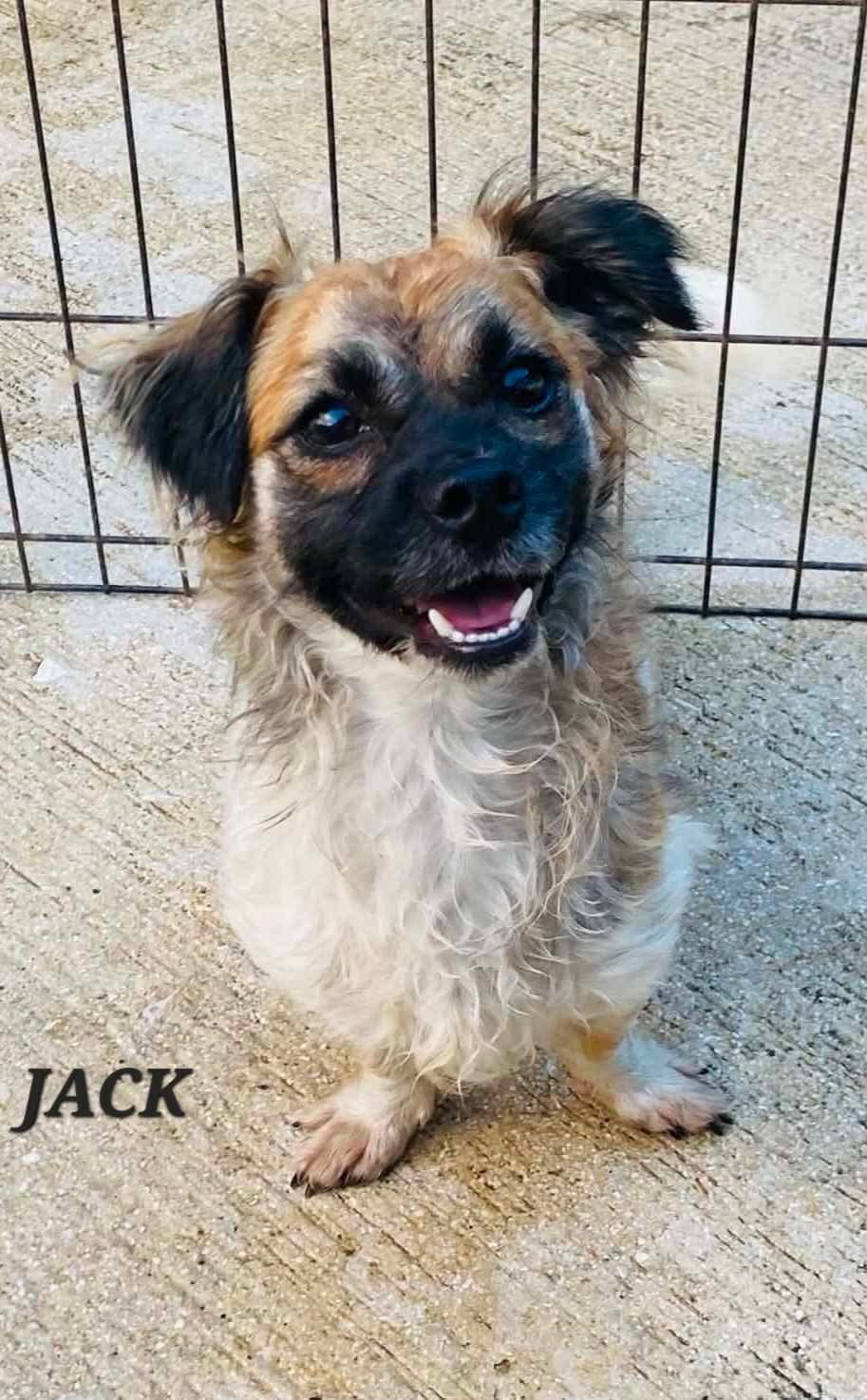 Enlarge Jack, an adopted mixed breed in Milford, NH image 2/5