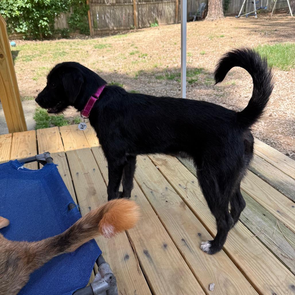 Enlarge Beatrice, a Adoptable Poodle in Raleigh, NC image 1/3