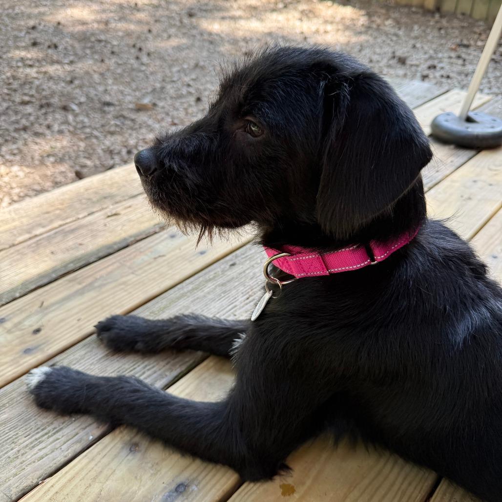 Enlarge Beatrice, a Adoptable Poodle in Raleigh, NC image 3/3