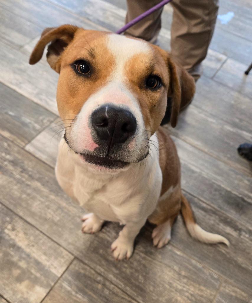 Enlarge Finn Yrly 15, a Adoptable mixed breed in Sidney, OH image 1/6