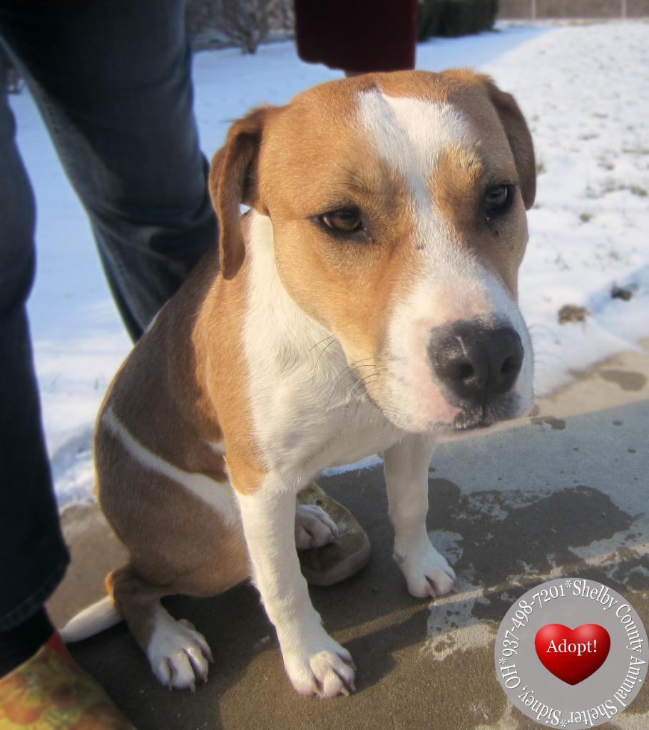 Enlarge Finn Yrly 15, a Adoptable mixed breed in Sidney, OH image 2/6