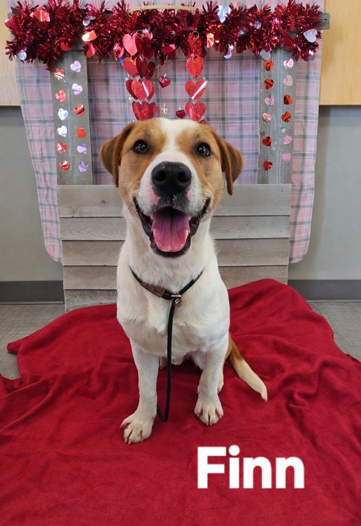 Enlarge Finn Yrly 15, a Adoptable mixed breed in Sidney, OH image 3/6