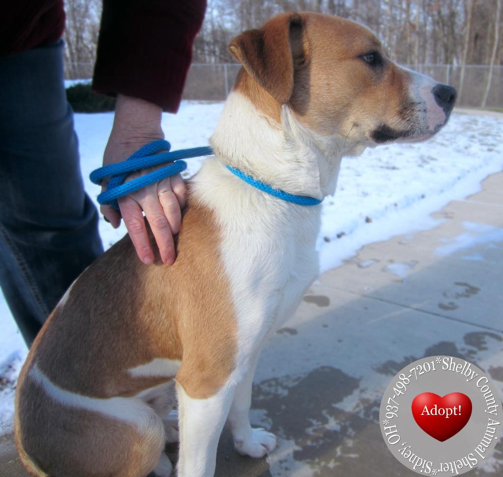 Enlarge Finn Yrly 15, a Adoptable mixed breed in Sidney, OH image 4/6