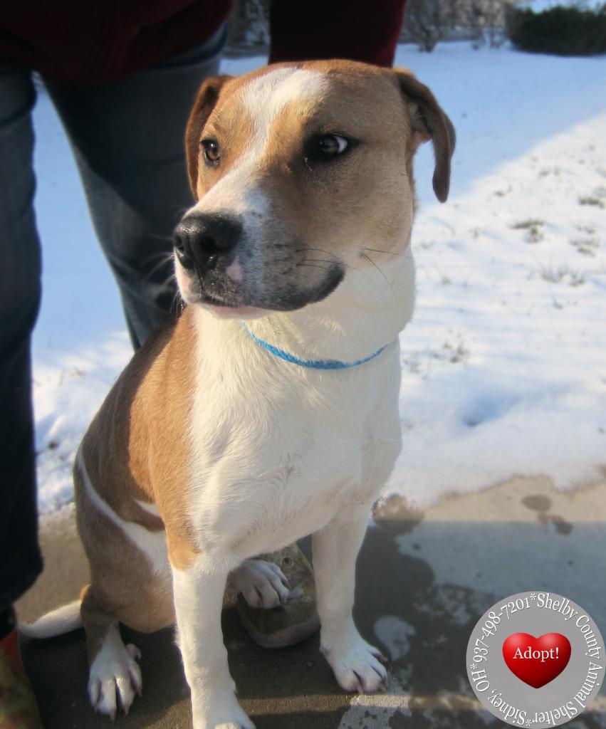 Enlarge Finn Yrly 15, a Adoptable mixed breed in Sidney, OH image 5/6